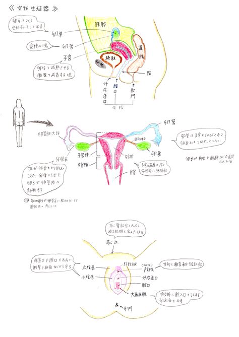 女性の陰毛|自分のヴァギナを見たことある？女性の生殖器の構造。